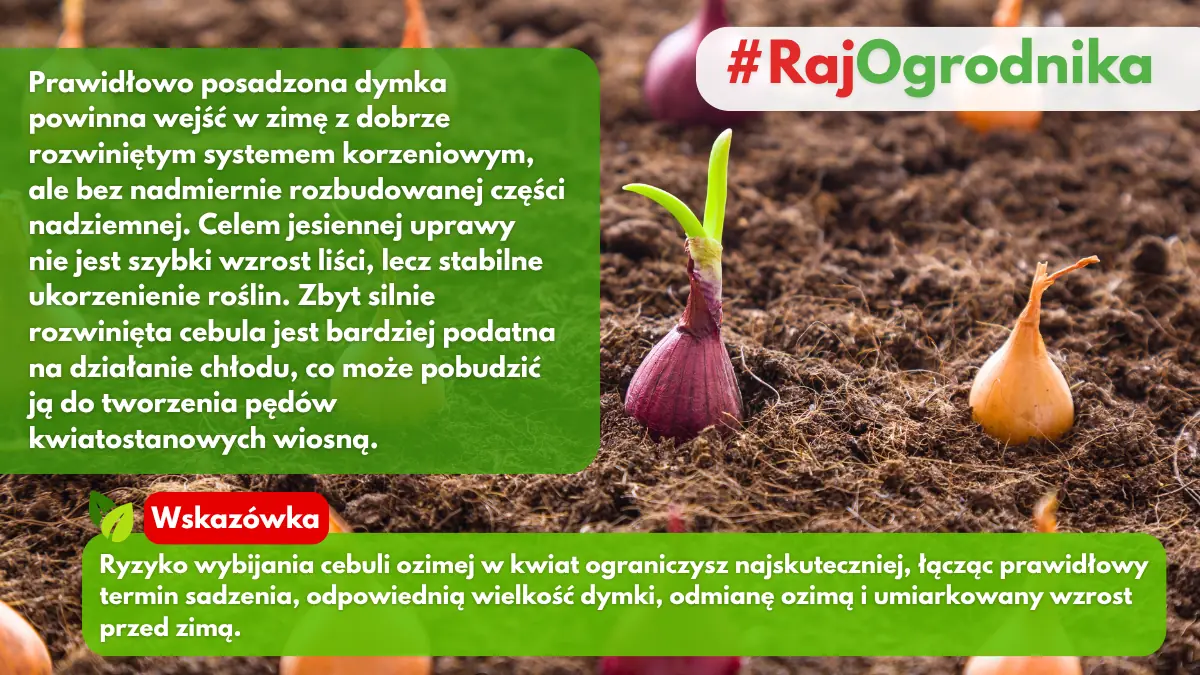 Prawidłowe sadzenie cebuli dymki ozimej w ogrodzie sklep rajogrodnika